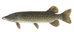Grand brochet