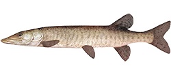 Maskinongé