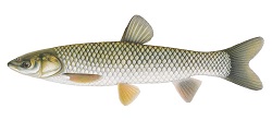 Carpe