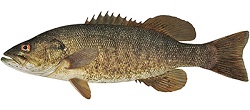Achigan à petite bouche