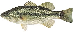 Achigan à grande bouche