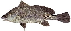 Malachigan