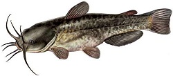 Barbue - Poissons-chats