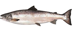 Saumon atlantique