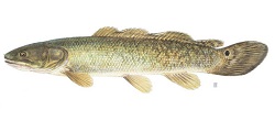 Poisson-castor