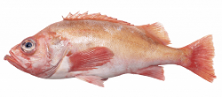 Sébaste