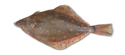 Plie (Sole)