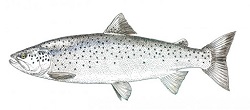 Truite de mer